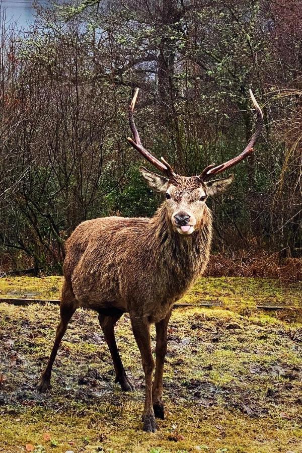 Tarmachan Cottage - West Highland Getaway 威廉堡 外观 照片
